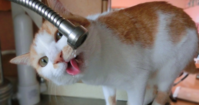 猫の腎不全には水素水